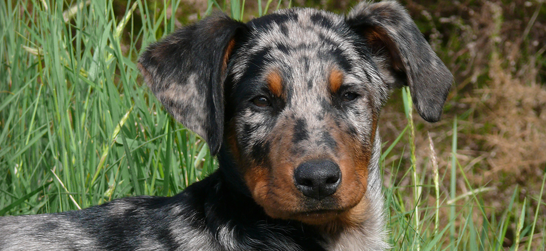 beauceron-arlequin Le Beauceron Arlequin