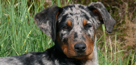 Le Beauceron Arlequin